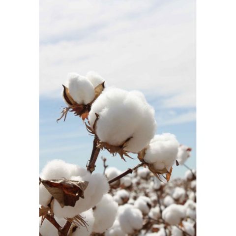 Our Cotton – Its Traceability & Provenance