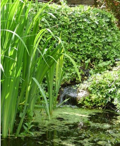 Pond Life… Chapter One